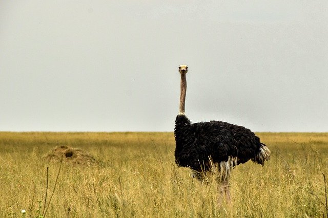 Ostrich Africa Animal Bird  - willm78 / Pixabay